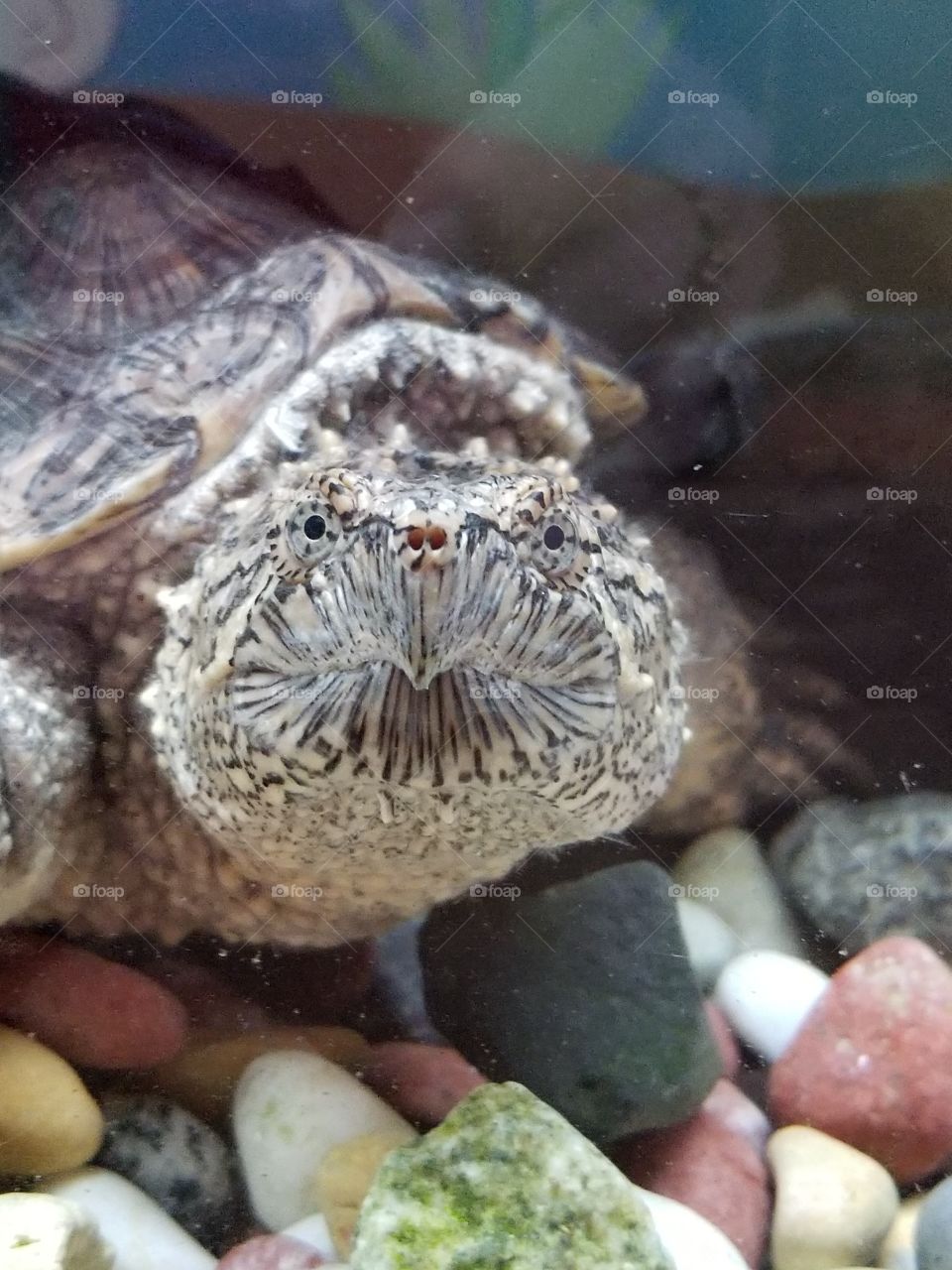 Spike the Snapping turtle