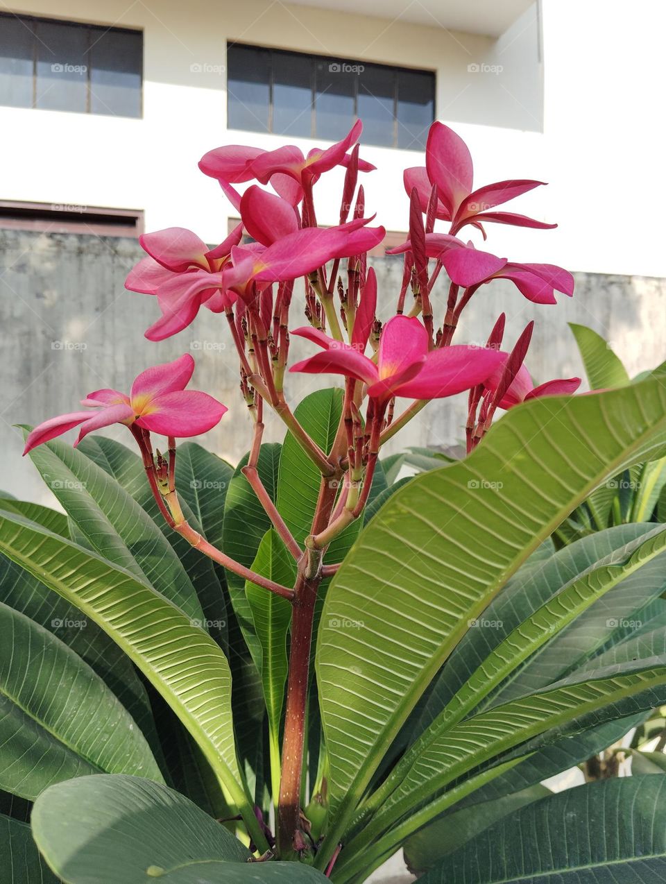 pink flower seasonal fresh shurb small size looks very beautiful generally found everywhere