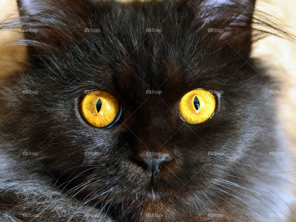 Close up photo of black cat with beautiful yellow eyes