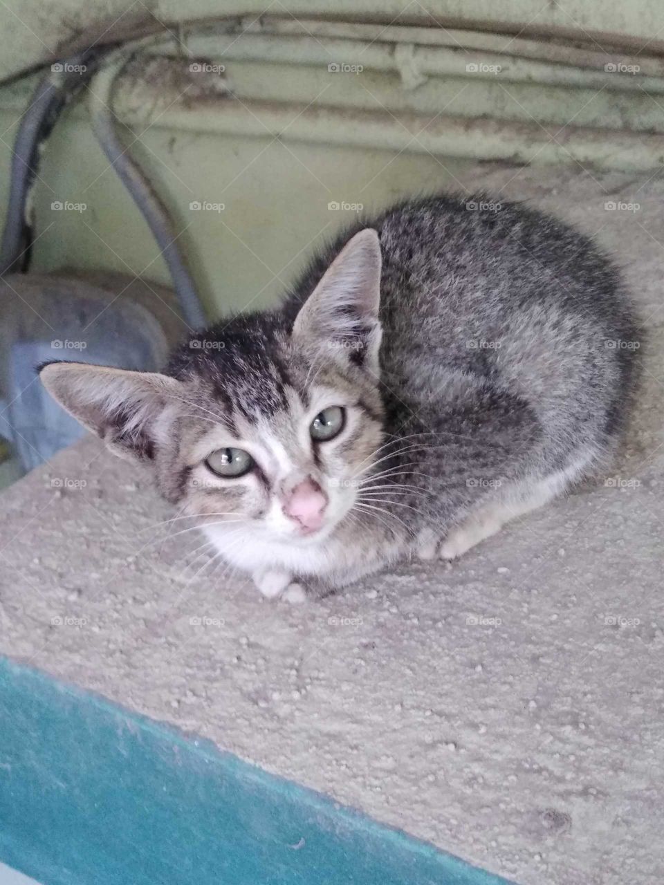 a cute little kitten trying to sleep