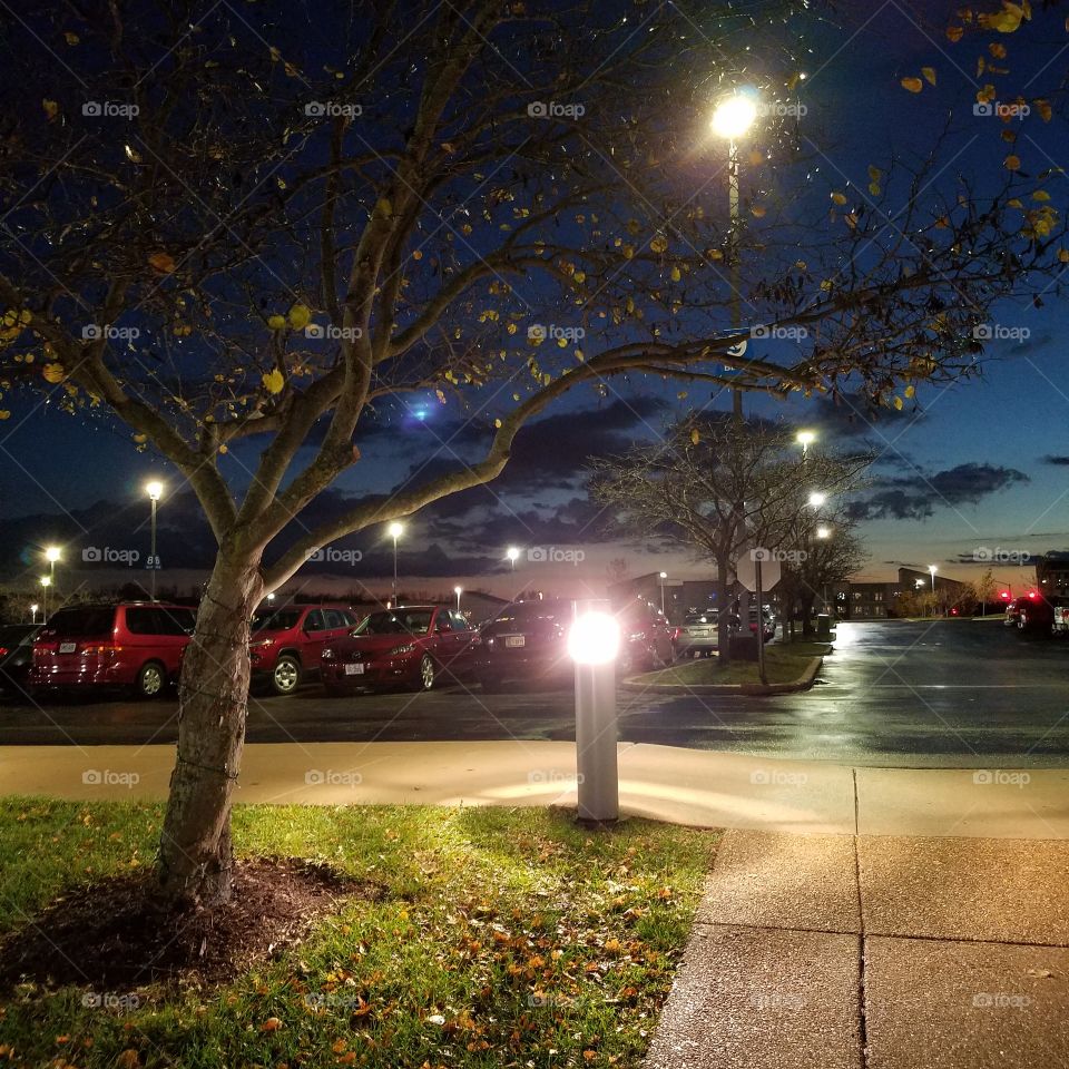 tree and lights at night