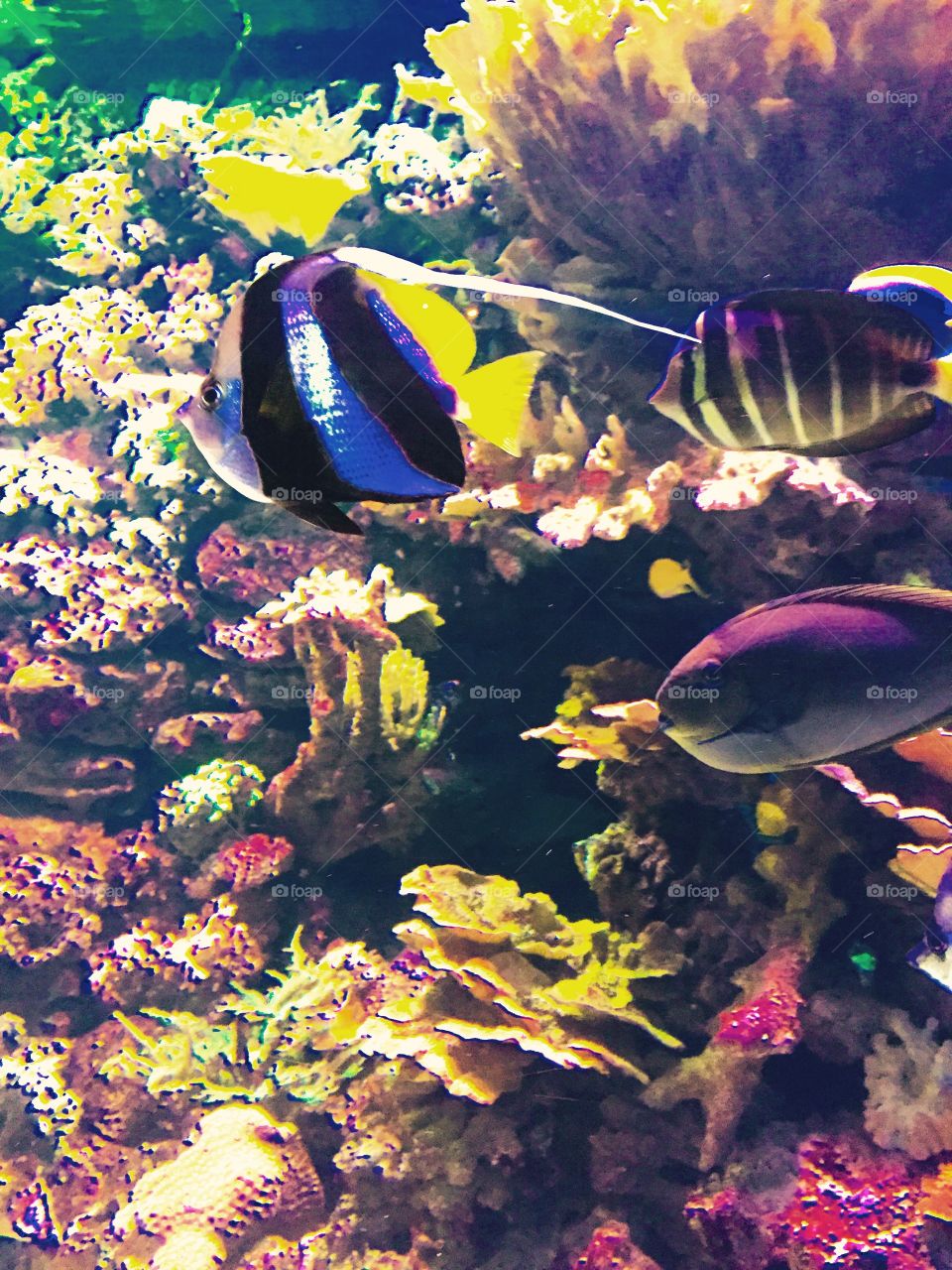 Fish. Aquarium