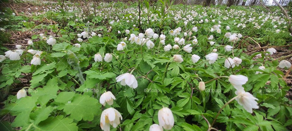 Snowdrops in the spring forest 