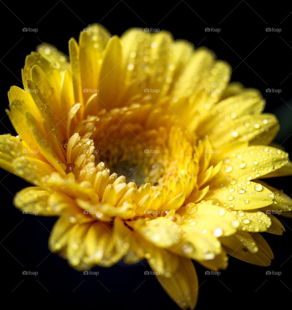 Yellow gerbera flower on a black background