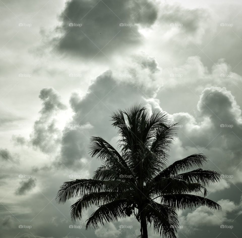 Black and white photo of palm tree and clouds in Port St. Lucie, FL