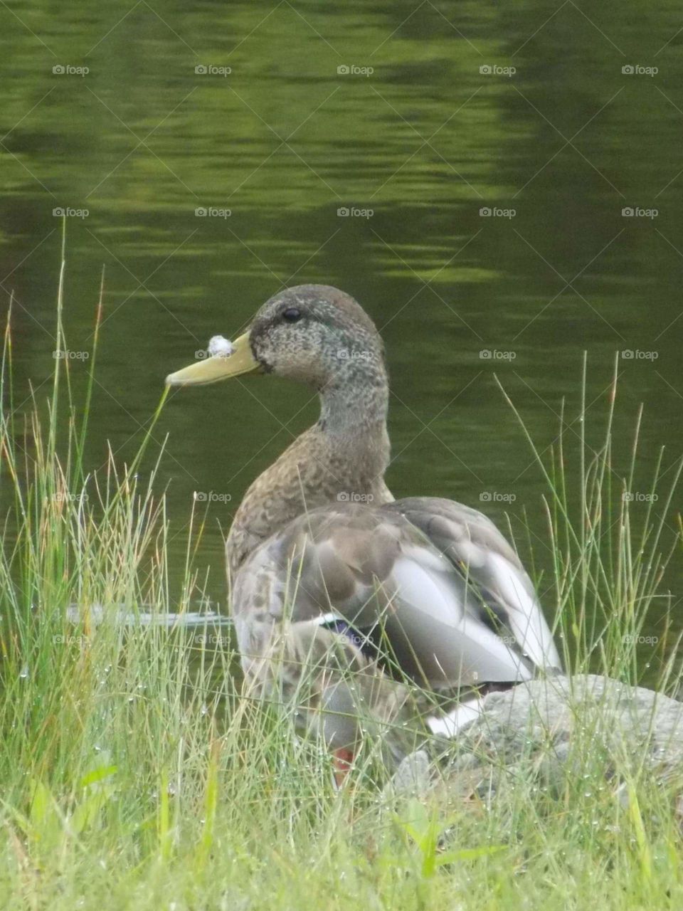 duck on a pond