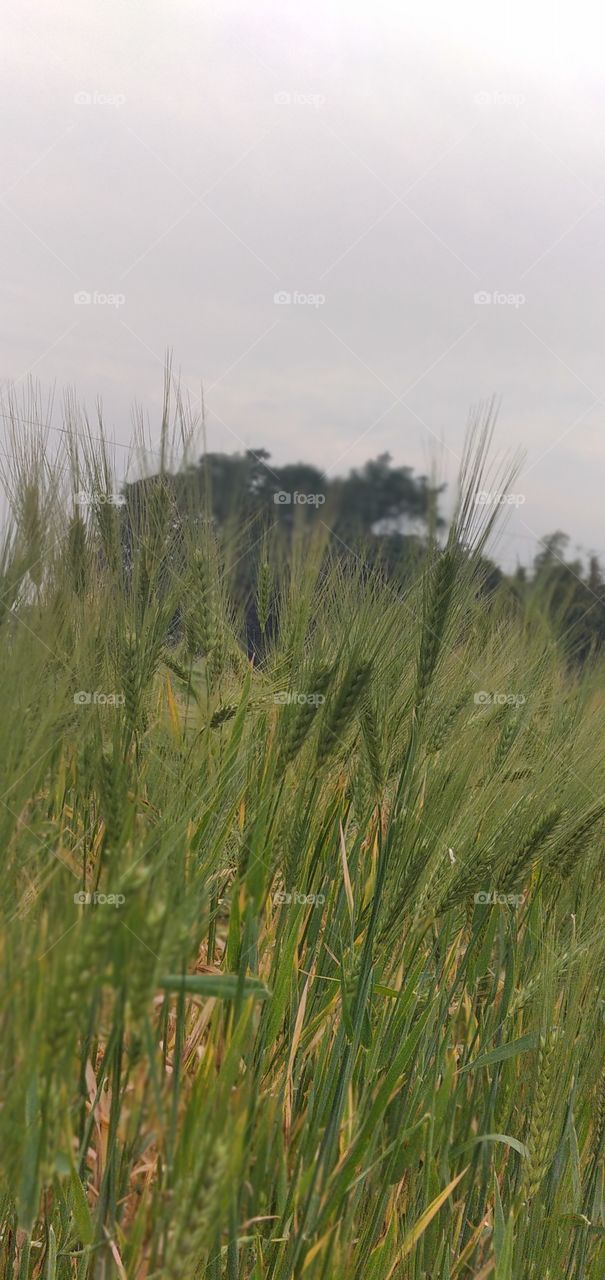 गेहूँ का फसल