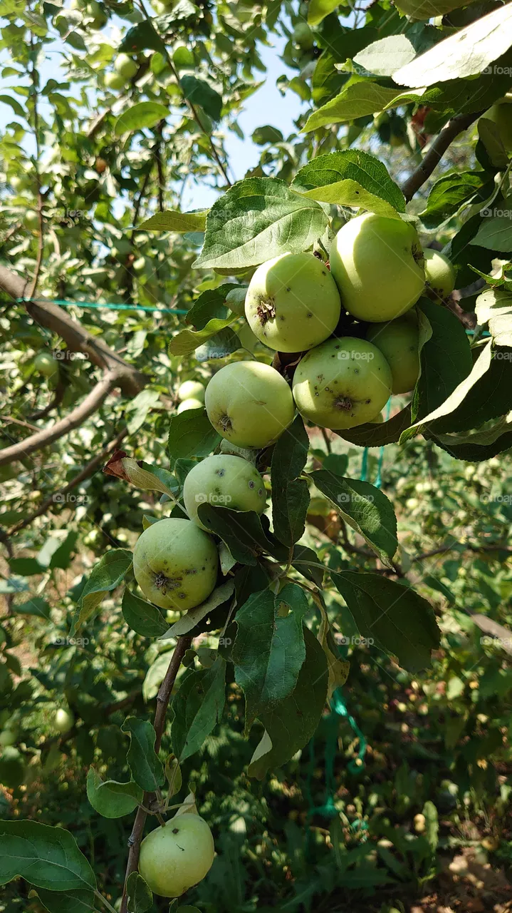 Apple tree. This year 2021 is a very productive year. The apple trees are covered with fruits. Delicious and greasy apples.