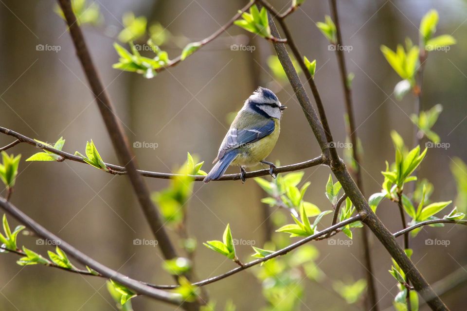 Bluetit bird on a tree, begining of spring