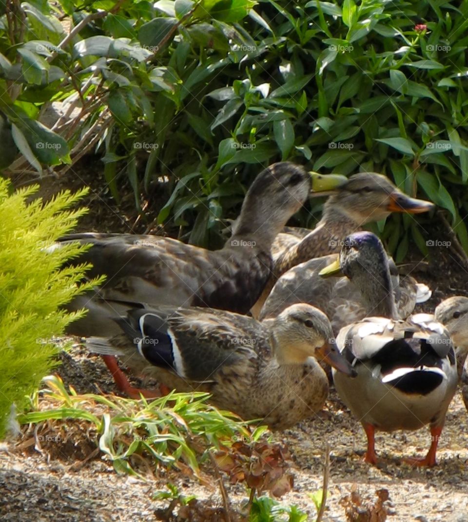 Mom & Dad's Ducks