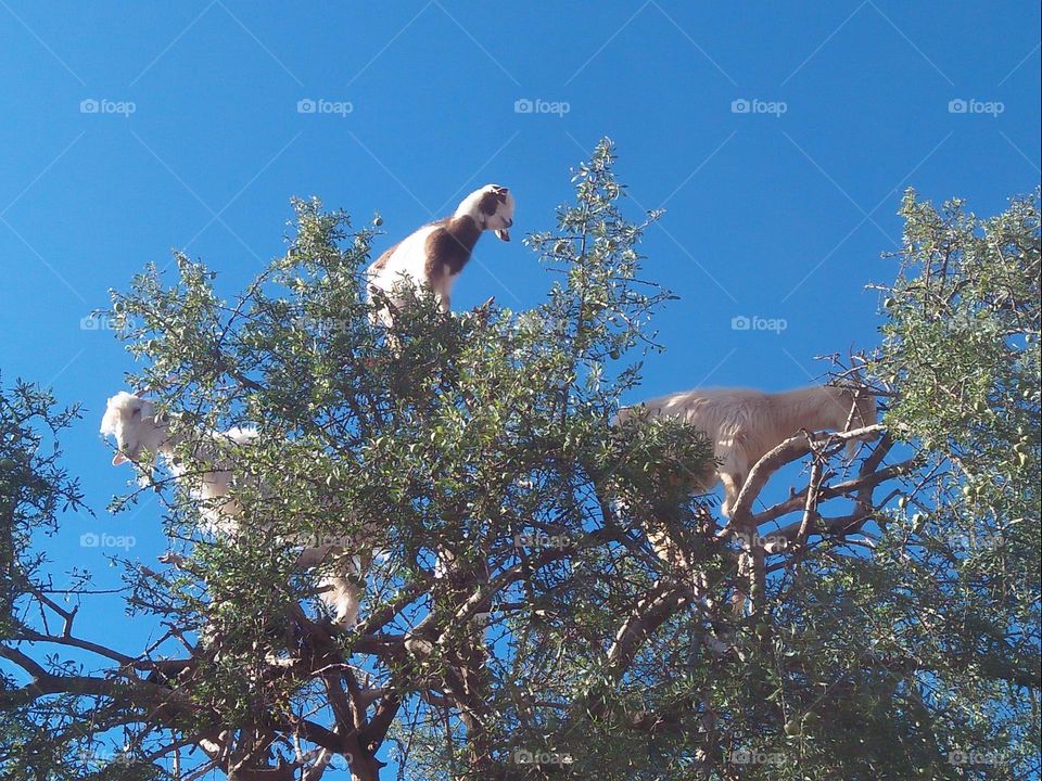 group of goats on argania spinosa tree