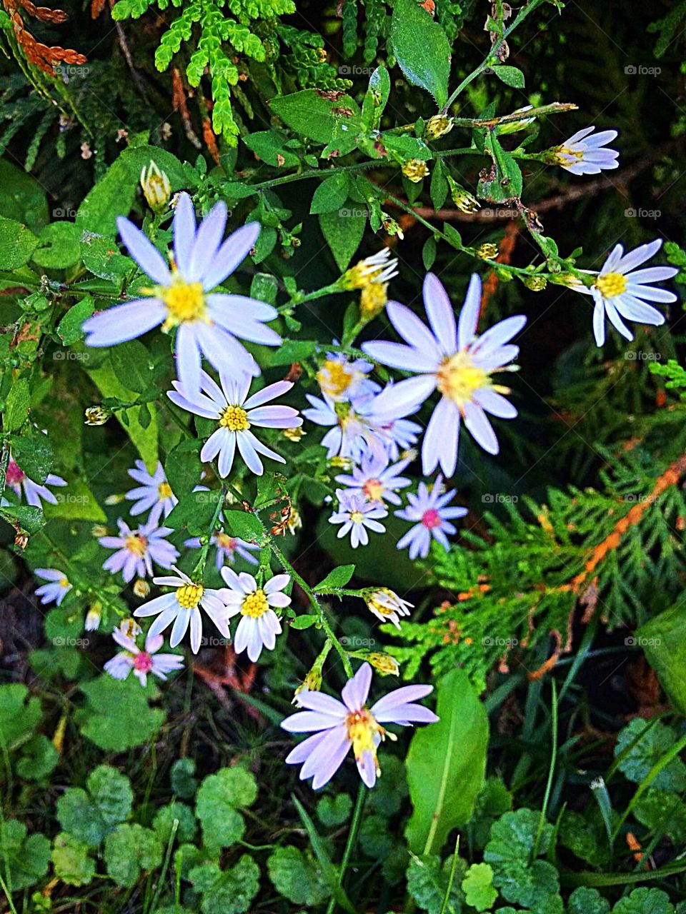 Small purple flowers 
