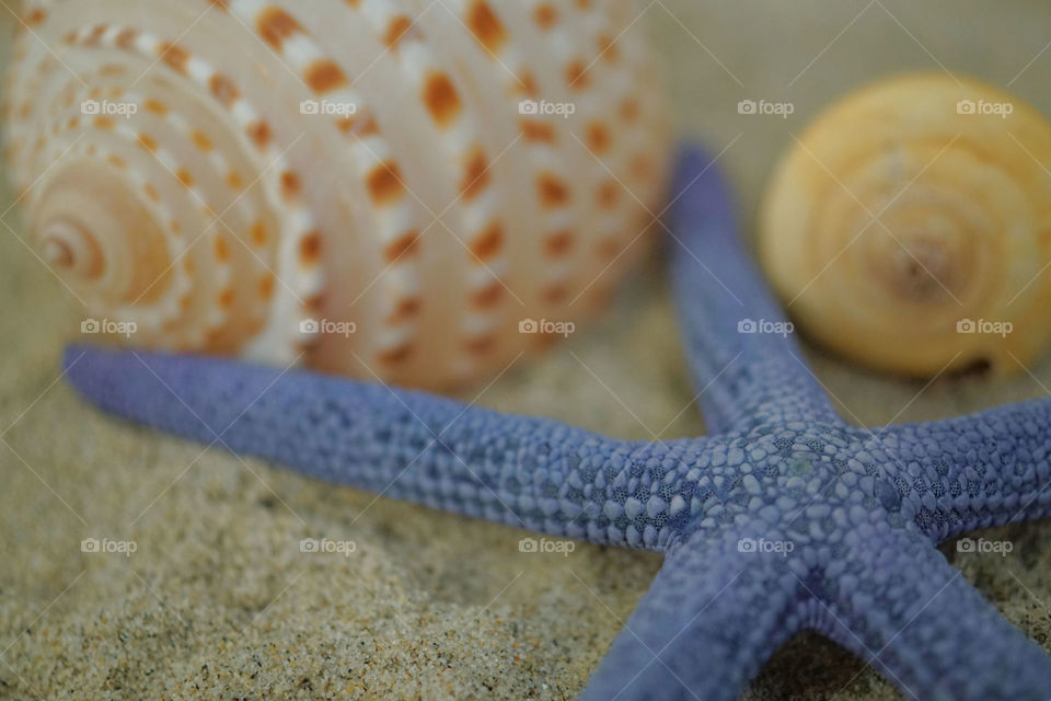 Extreme close-up of starfish