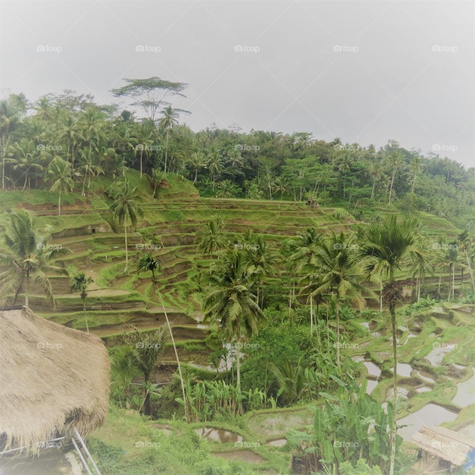 Bali les rizières en cascade 