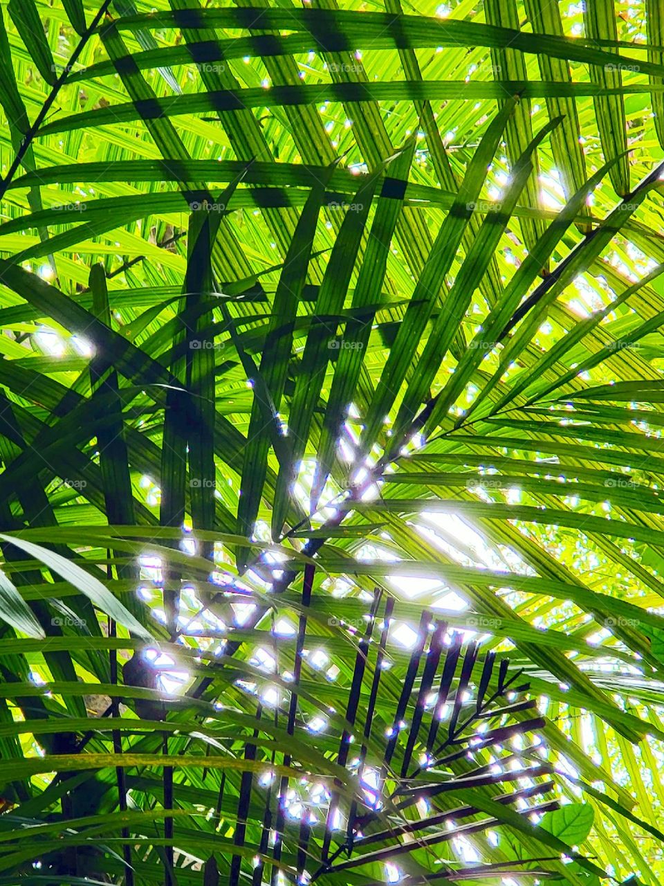 beautiful weaved canopy of nature's own