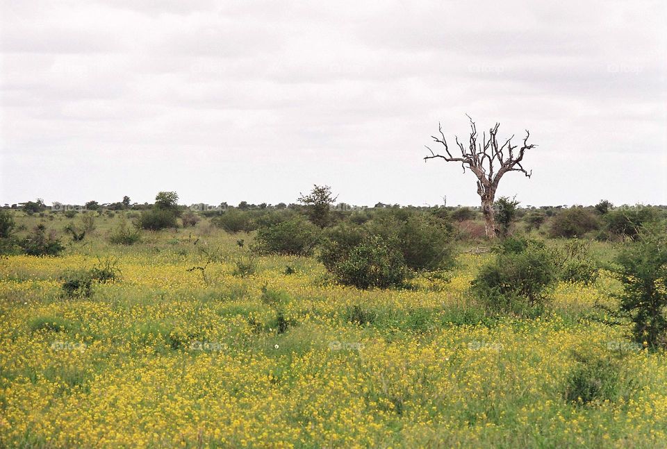 landscape on a cloudy afternoon.  35mm Canon film camera.