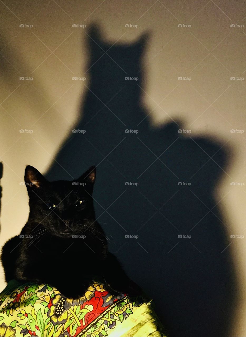 Batcat, cat and his great shadow