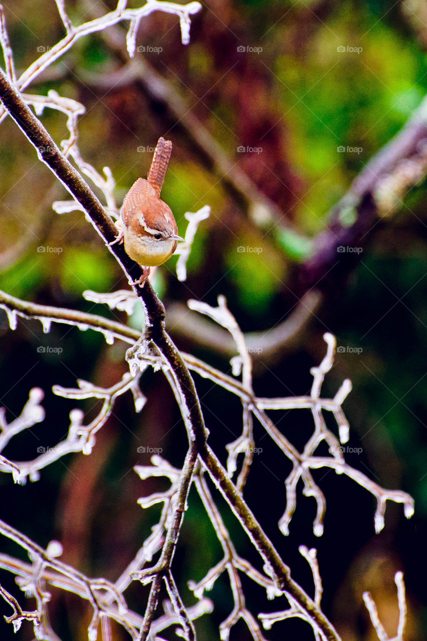 Frozen nature bird