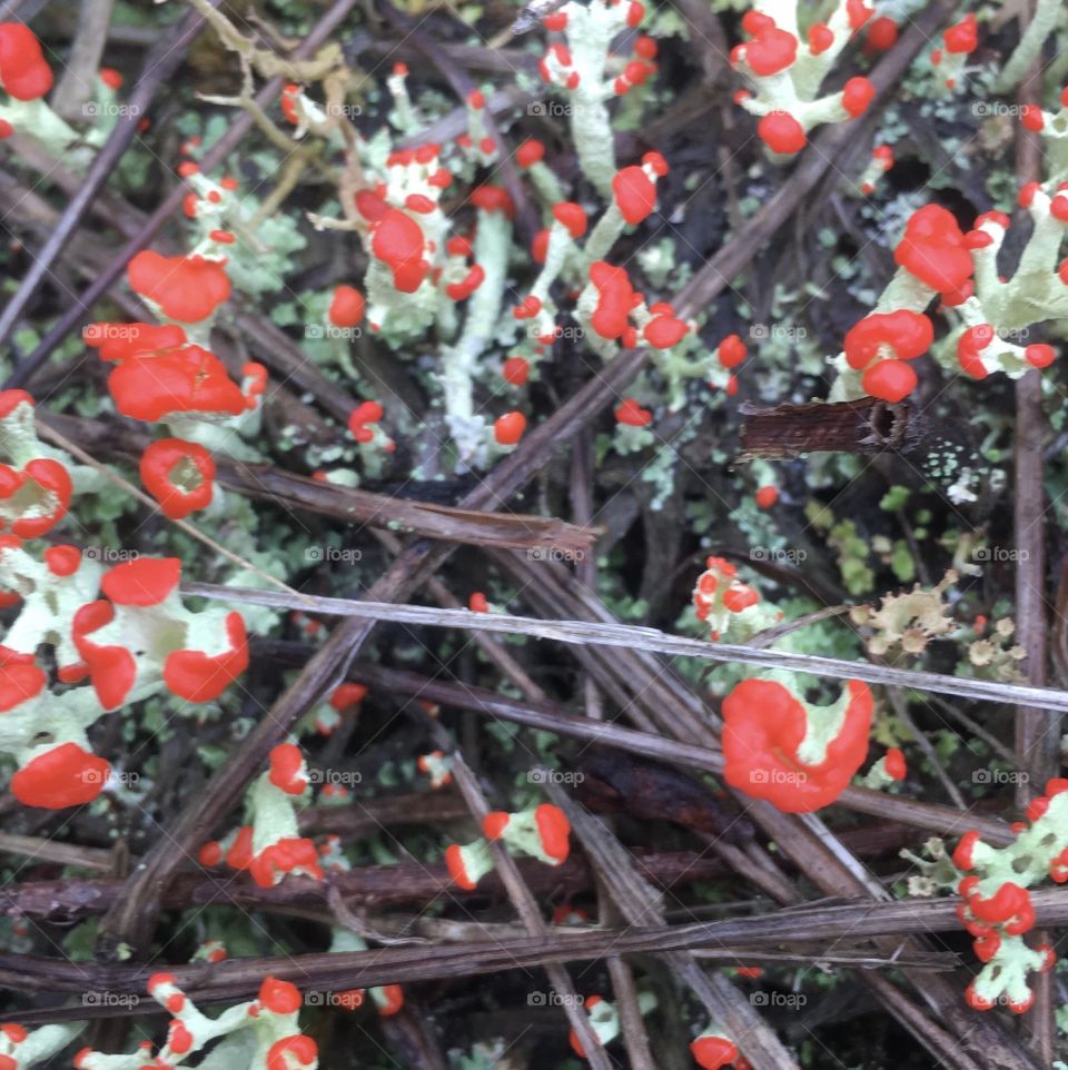 British soldiers lichen, which I have never seen before