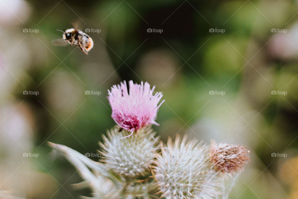 Thistle and bumblebee 