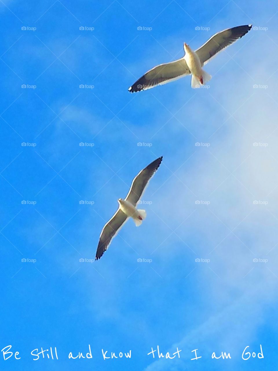 "Seagulls In Flight ". Be Still And know That I Am God