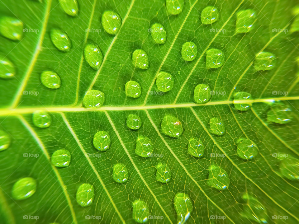 full frame shot of water drops on green bodhi leaf