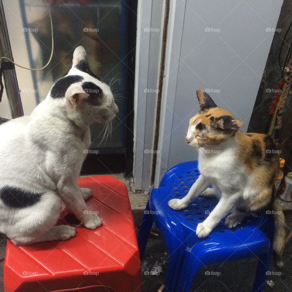 Bangkok Cat Fight!   Bangkok, Thailand