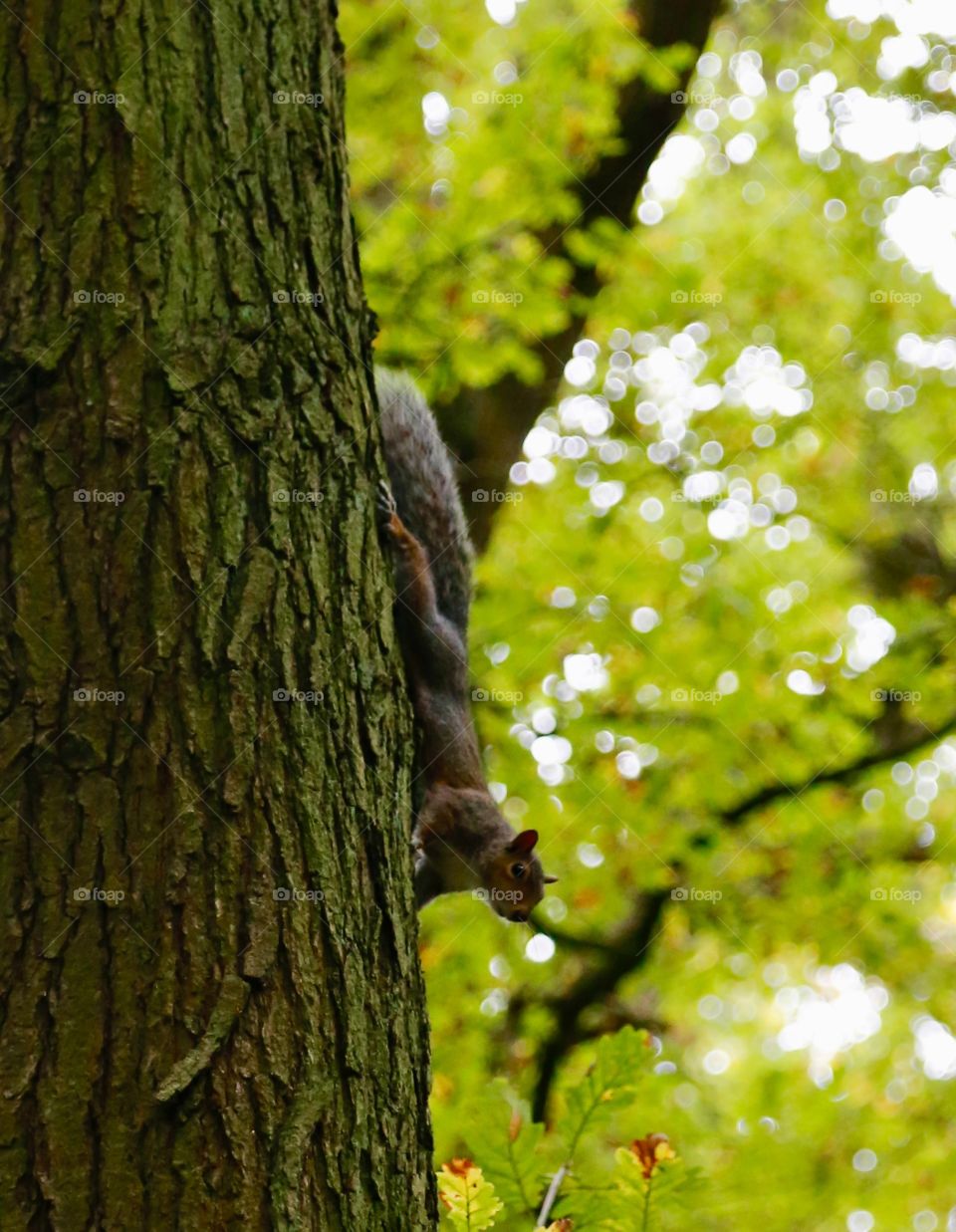Squirrel up a tree 