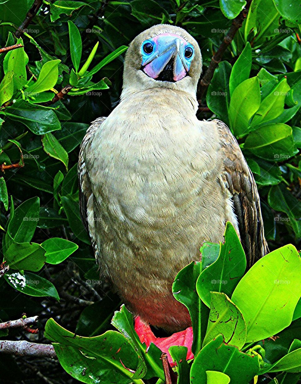 galapagos bird
