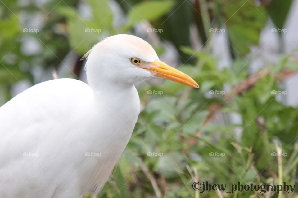 Cattle Egret