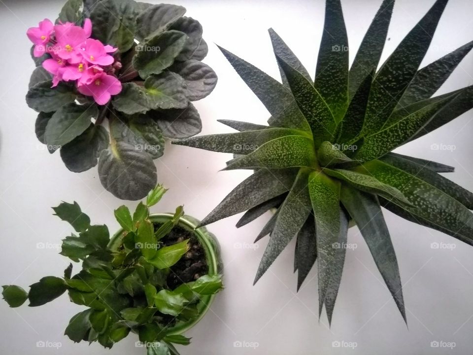 green plants flowers on a white background top view