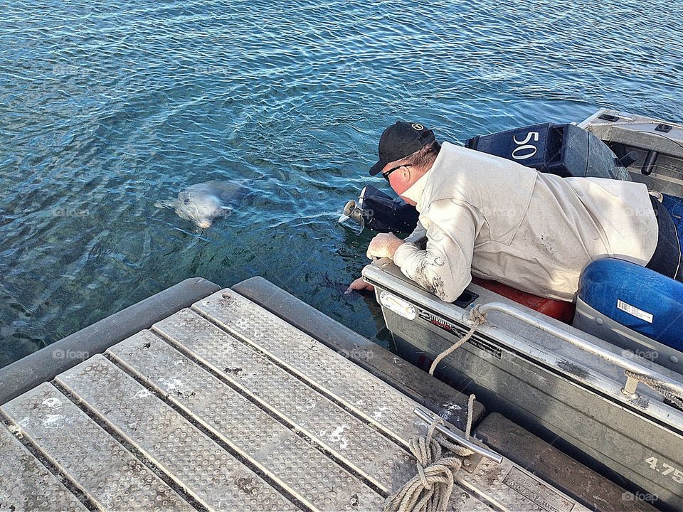 Leftover squid for the Dolphins. Fisherman feeding leftover squid bait to Dolphins in marina