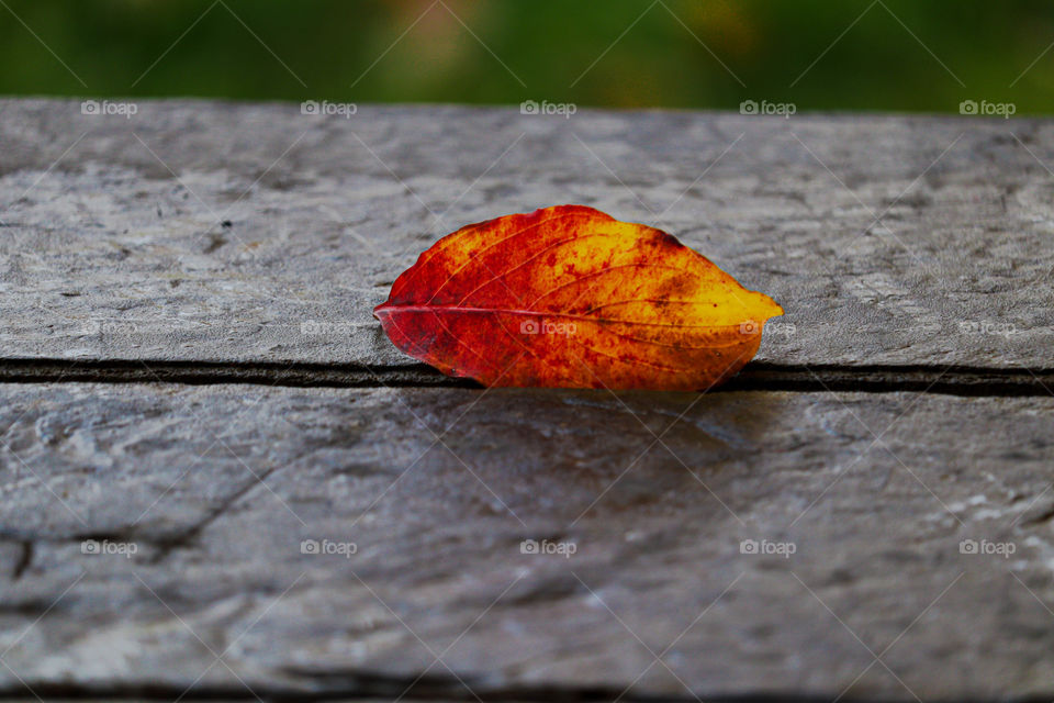 leaf on a front porch