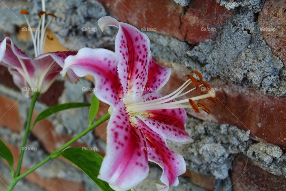 Stargazer Lily in the City