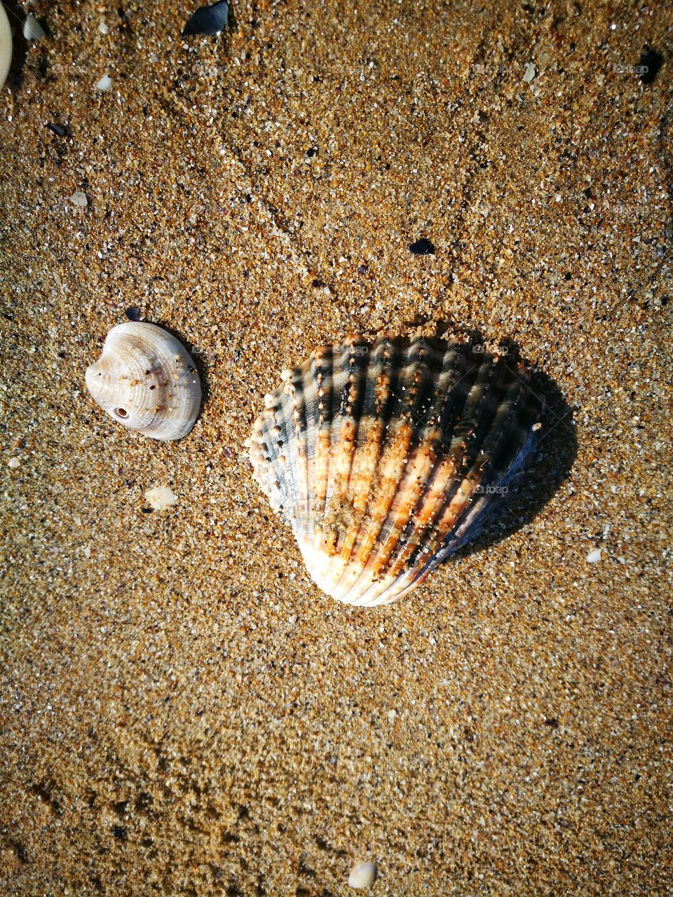 sea shell