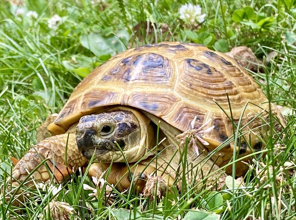 Tortoise in the grass