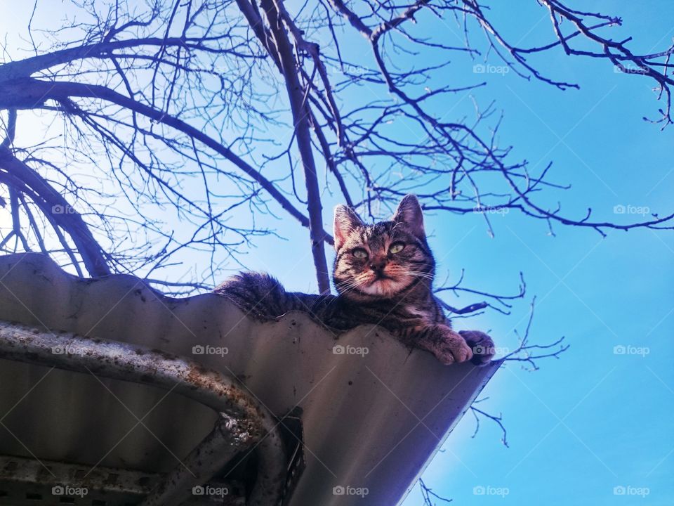 Cat on hot roof