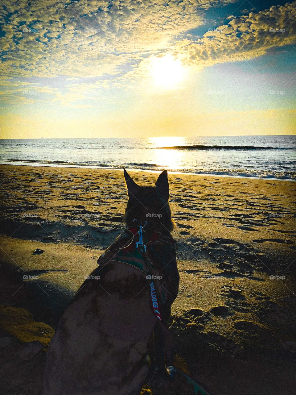 My best friend enjoying the sunrise at the beach