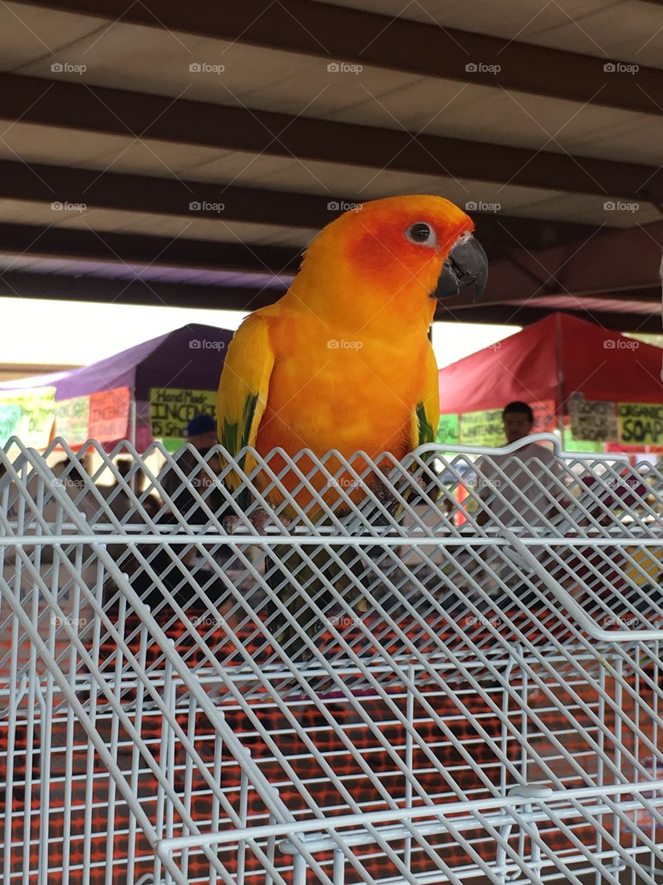 Close-up of parrot perching on fence