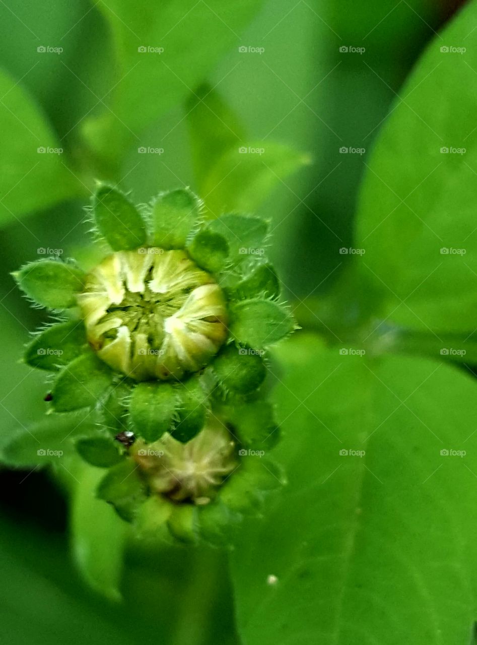 Nature, Leaf, Flora, Food, Garden