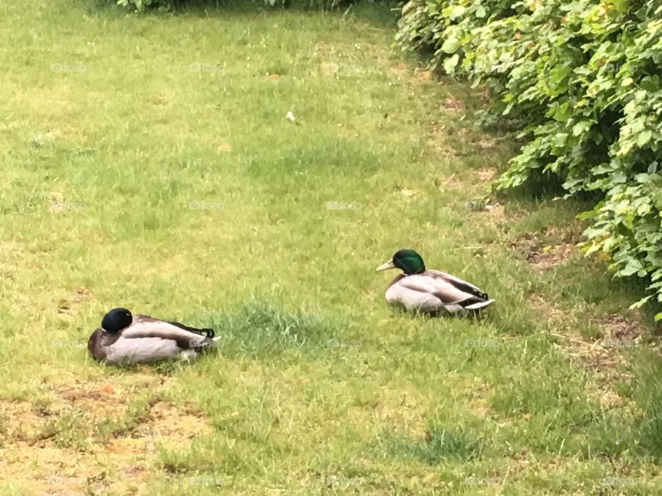 Wild ducks are resting on green field