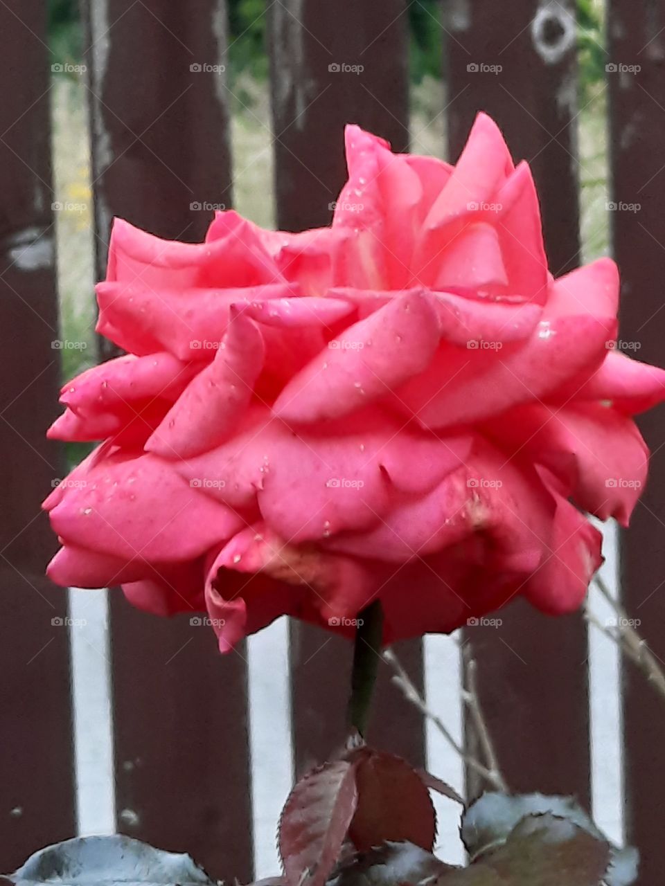 autumn pink rose with fence in background