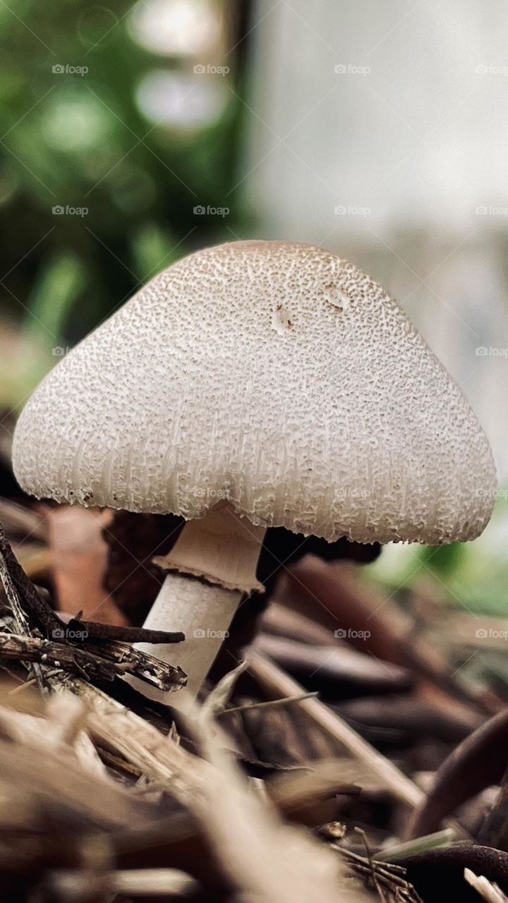 Fungus