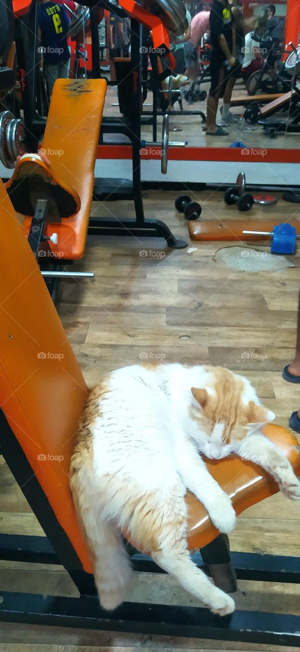 the cat trained hard