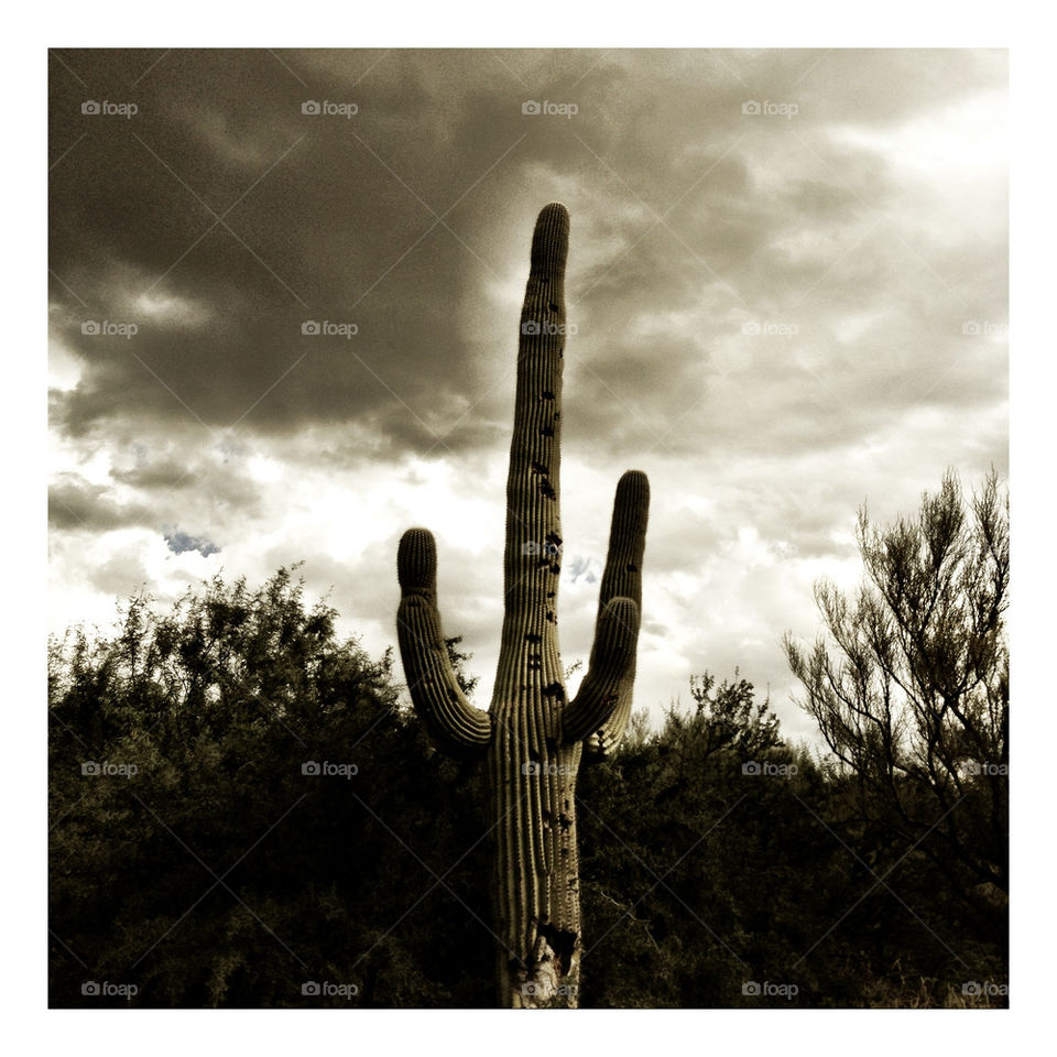 cactus cloudy desert mexico by mcr