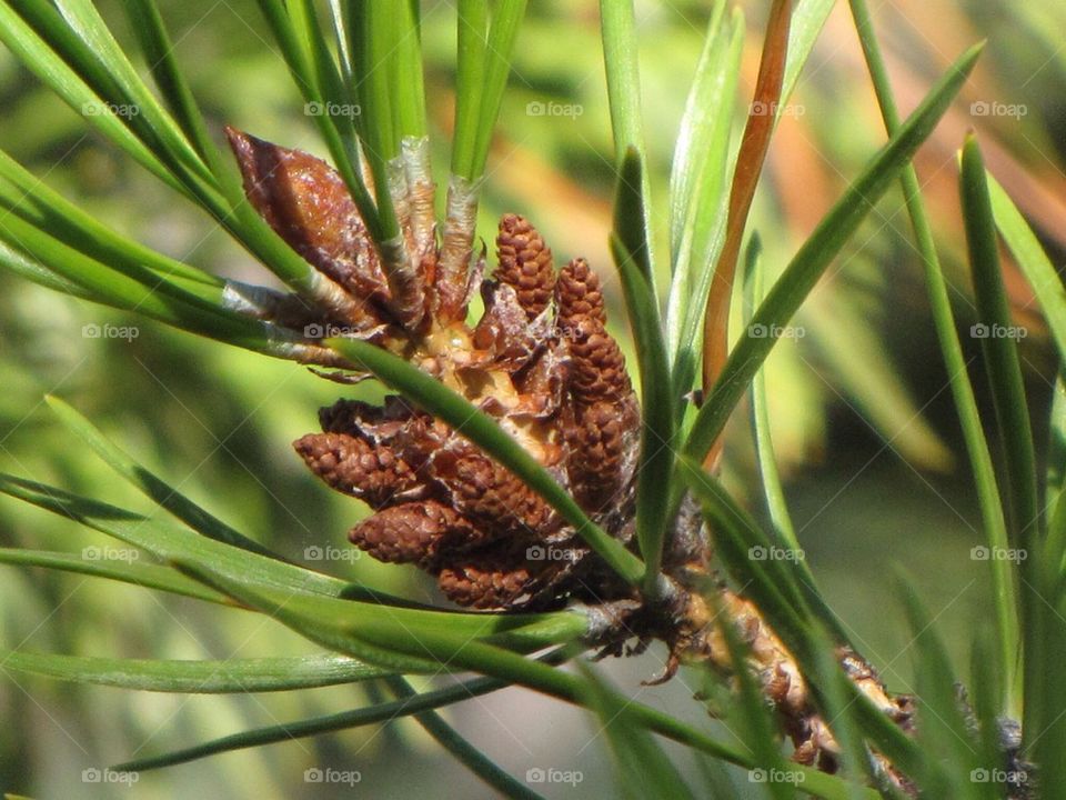 Pine cone