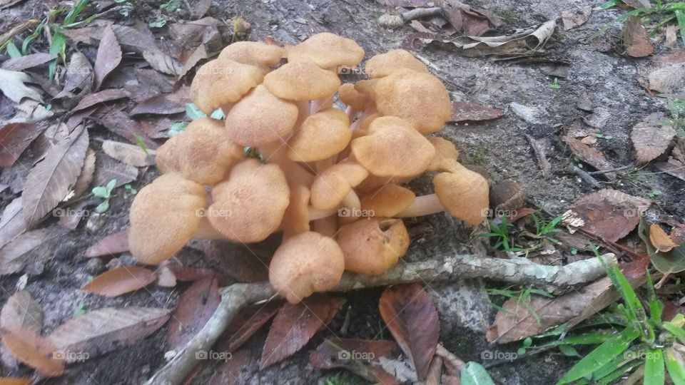 Super Mario Yum Yum. A group of mushrooms hanging out in the woods with a fungi.