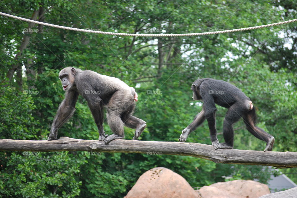 Primate at Furuvik Zoo