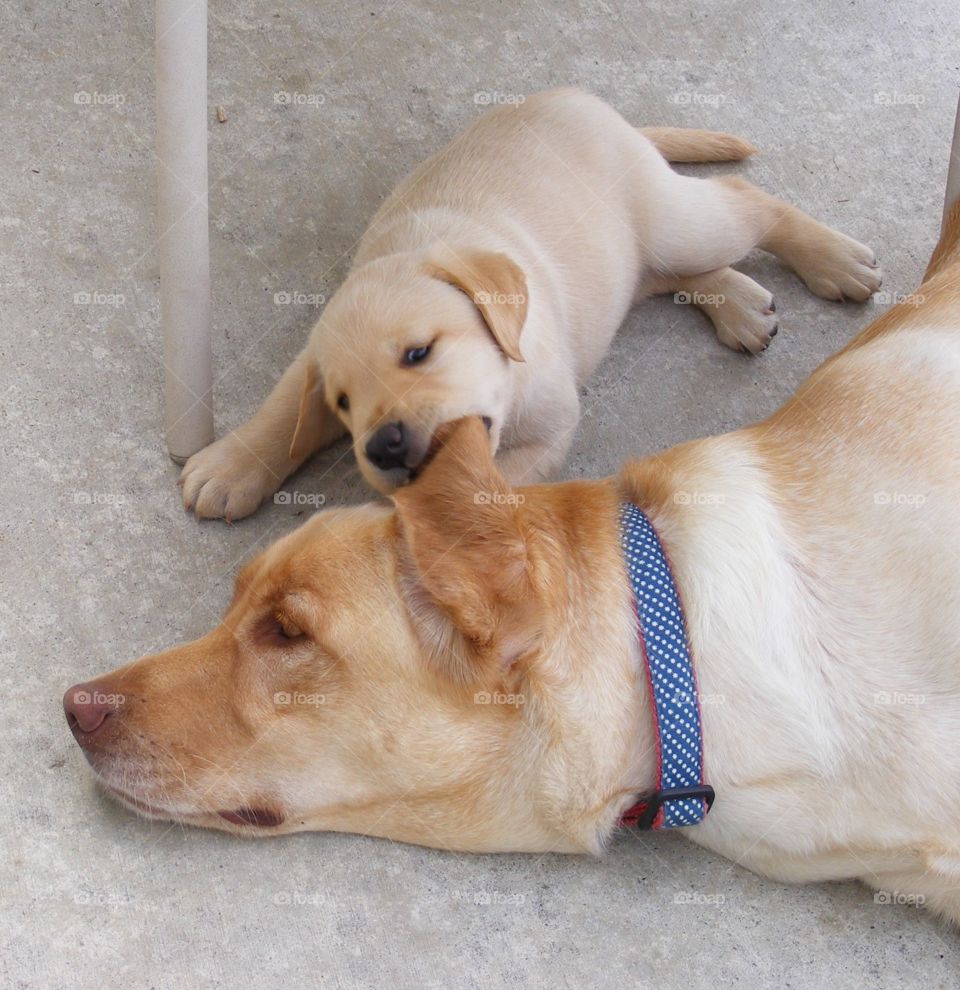 Puppy biting mom's ear