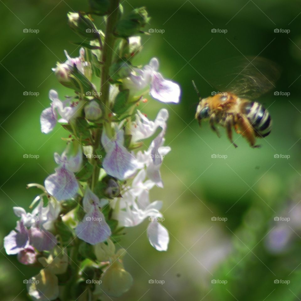 germander. I took this photo on a hike in norman